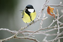 BUITEN BEELD Foto: 110210