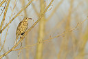 BUITEN BEELD Foto: 110375