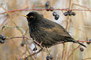BUITEN BEELD Foto: 110376