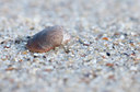 BUITEN BEELD Foto: 110442