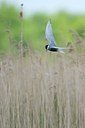 BUITEN BEELD Foto: 110778