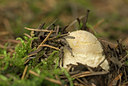 BUITEN BEELD Foto: 110792