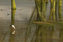 BUITEN BEELD Foto: 111036