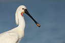 BUITEN BEELD Foto: 111151