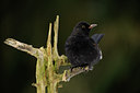 BUITEN BEELD Foto: 111179