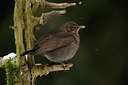 BUITEN BEELD Foto: 111185