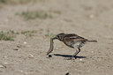 BUITEN BEELD Foto: 111242