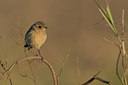 BUITEN BEELD Foto: 111259