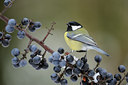 BUITEN BEELD Foto: 111322