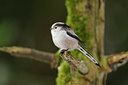 BUITEN BEELD Foto: 111328