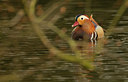 BUITEN BEELD Foto: 111356