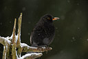 BUITEN BEELD Foto: 111503