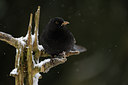BUITEN BEELD Foto: 111507