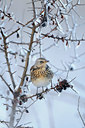 BUITEN BEELD Foto: 111511