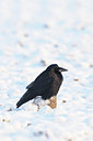 BUITEN BEELD Foto: 111515