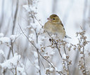 BUITEN BEELD Foto: 111544