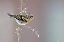 BUITEN BEELD Foto: 111547