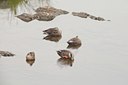 BUITEN BEELD Foto: 111728