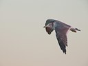 BUITEN BEELD Foto: 111744