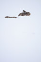 BUITEN BEELD Foto: 111758