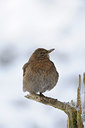 BUITEN BEELD Foto: 111770