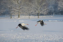 BUITEN BEELD Foto: 111856