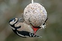 BUITEN BEELD Foto: 111876
