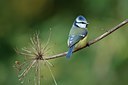BUITEN BEELD Foto: 111881