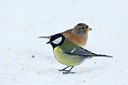 BUITEN BEELD Foto: 111923