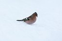 BUITEN BEELD Foto: 111940