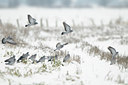 BUITEN BEELD Foto: 111982