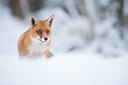 BUITEN BEELD Foto: 112152
