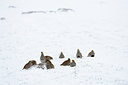 BUITEN BEELD Foto: 112156