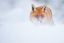 BUITEN BEELD Foto: 112157
