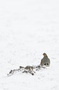 BUITEN BEELD Foto: 112177