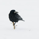 BUITEN BEELD Foto: 112178