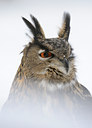 BUITEN BEELD Foto: 112180