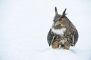 BUITEN BEELD Foto: 112187