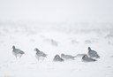 BUITEN BEELD Foto: 112196