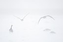 BUITEN BEELD Foto: 112201