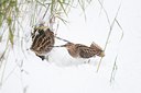 BUITEN BEELD Foto: 112205