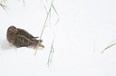 BUITEN BEELD Foto: 112206