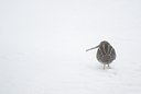 BUITEN BEELD Foto: 112207