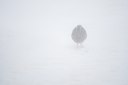 BUITEN BEELD Foto: 112208