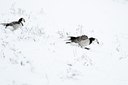BUITEN BEELD Foto: 112216