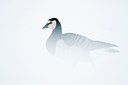 BUITEN BEELD Foto: 112217