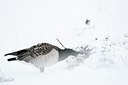 BUITEN BEELD Foto: 112218