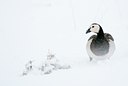 BUITEN BEELD Foto: 112220