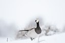 BUITEN BEELD Foto: 112223