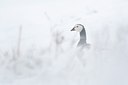 BUITEN BEELD Foto: 112226